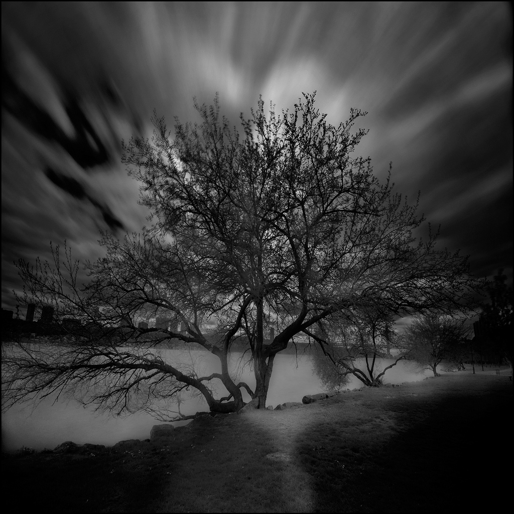 Tree in the sunlight